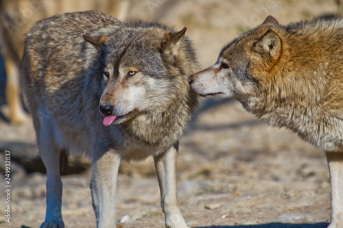 Timberwolf oder Amerikanischer Grauwolf (Canis lupus lycaon)