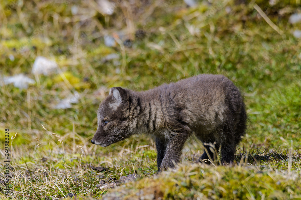 Curious Arctic Fox pup