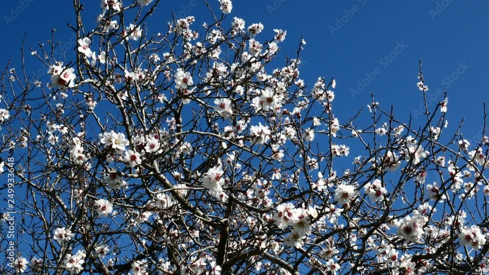 Almond flower Almond Tree Close-up Video 4K Almond flower Almond Tree Close-up Video 4K
