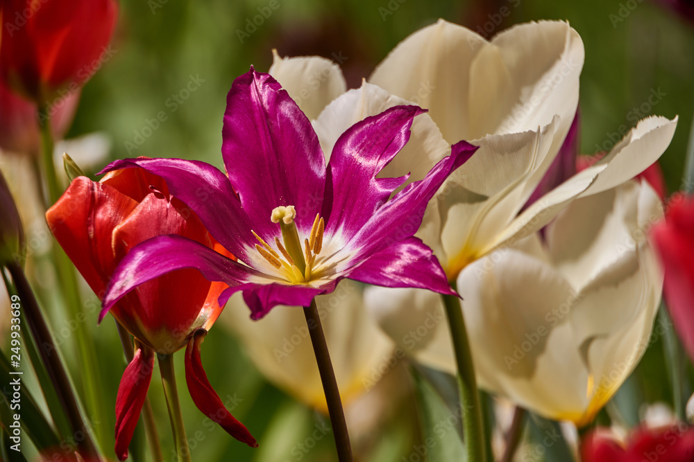 bright colorful tulip garden meadow bright colorful tulip garden meadow