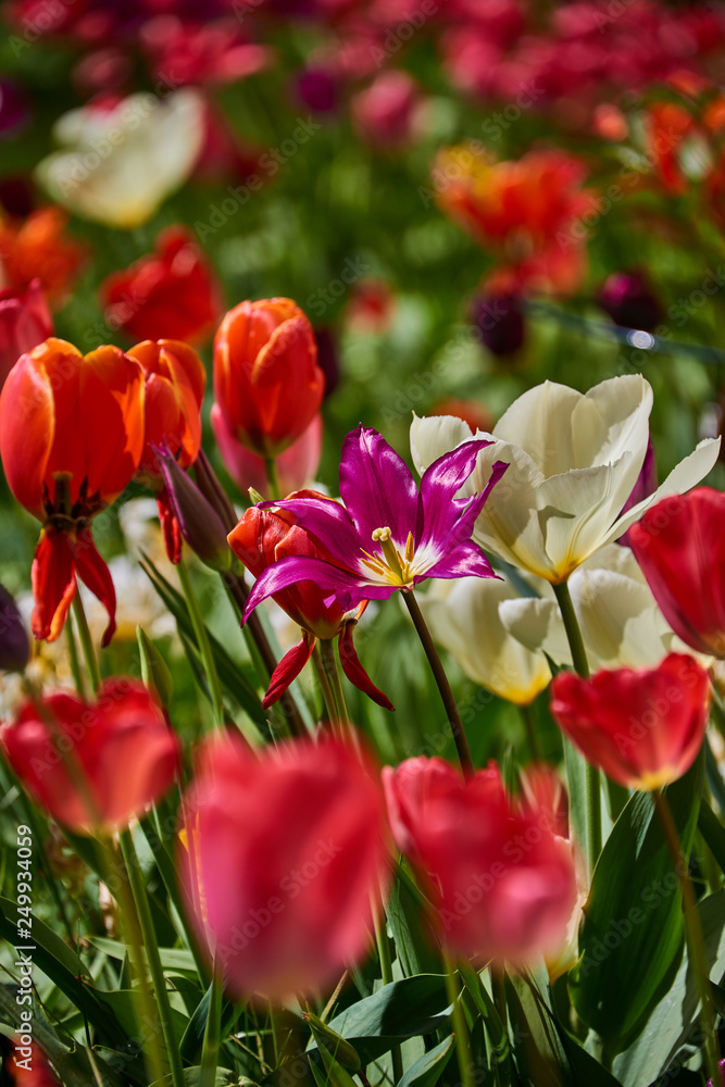 bright colorful tulip garden meadow bright colorful tulip garden meadow