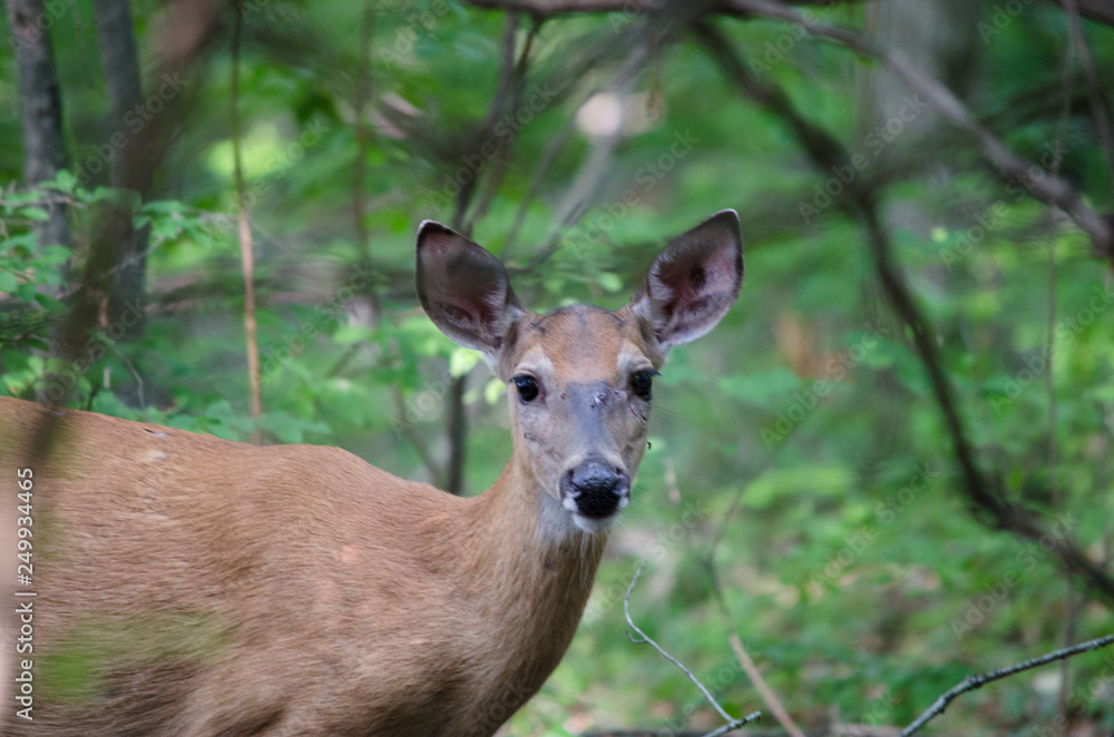 White Tailed Deer Head on View