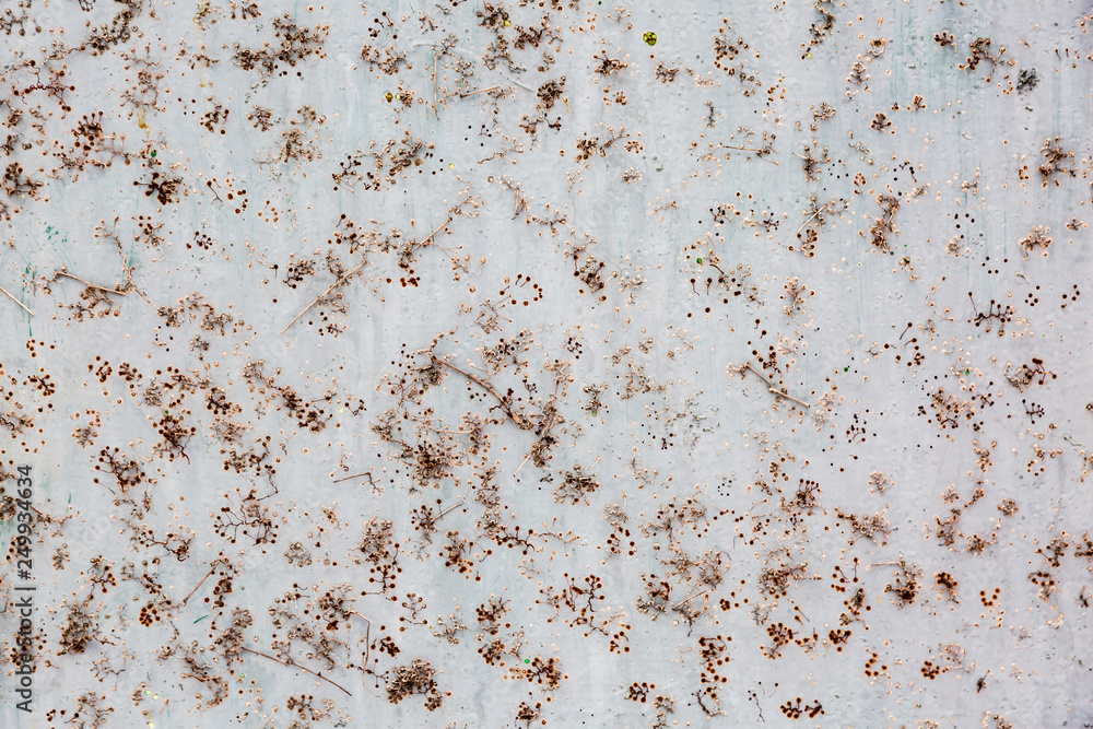 Patterns of wild grapes dried on a metal door. Natural Patterns of wild grapes dried on a metal door. Natural