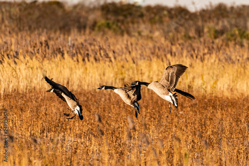Geese Landing © Haley
