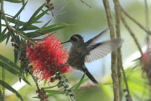 Amazing speckled hummingbird (Adelomyia melanogenys) with open wings feeding on callistemon red flower tree photo