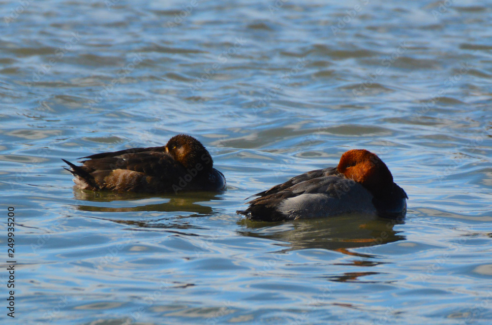 Male Redhead duck and female Greater Scaup duck Male Redhead duck and female Greater Scaup duck