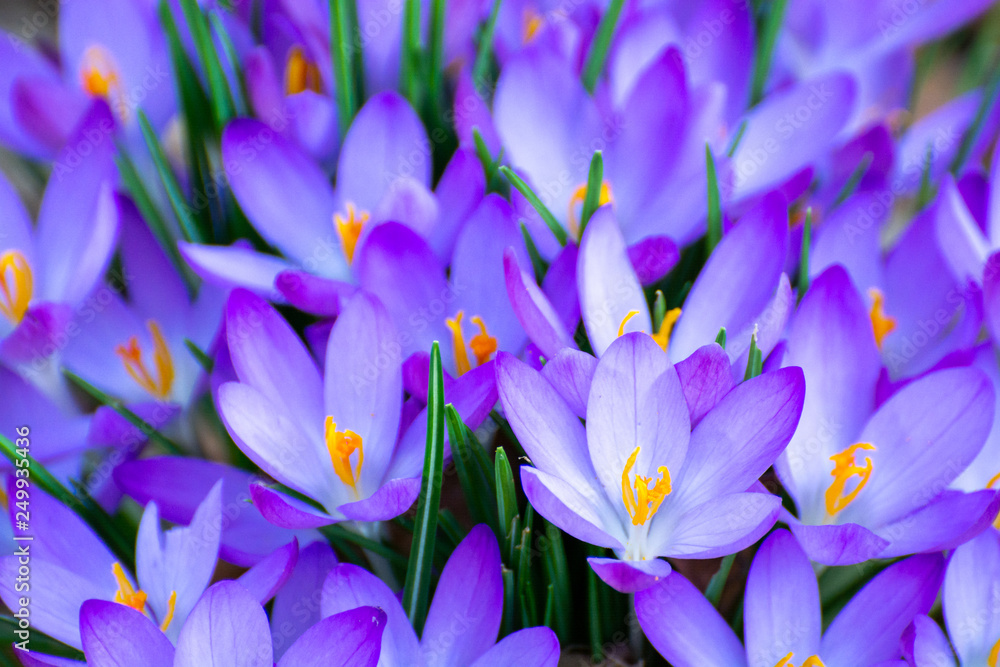 First spring flowers, froral background with blossom of purple crocus First spring flowers, froral background with blossom of purple crocus