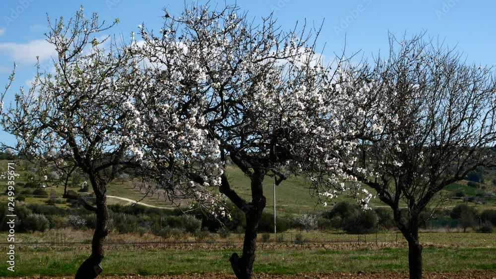 Almond flower Almond Tree Close-up Video 4K Almond flower Almond Tree Close-up Video 4K
