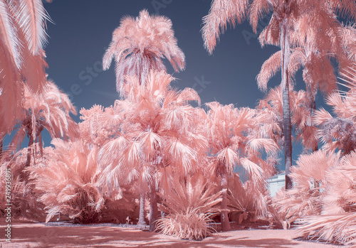 Canvas Print Palm Trees in Pastel Infrared Color