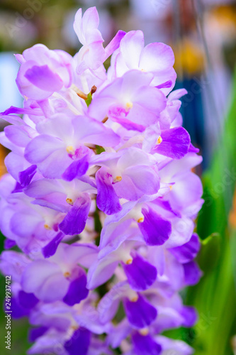 Colorful orchid flower blossom collection. Natural orchid flower background