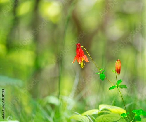Wild columbine flower with soft focus background