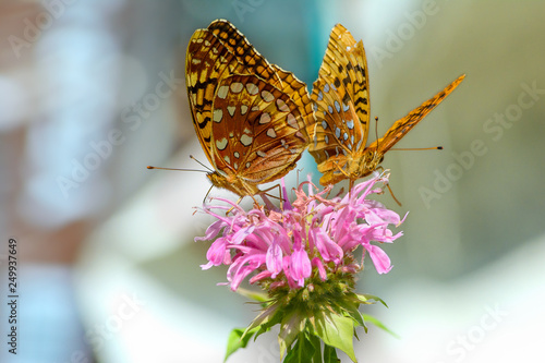 Two golden spangled fritillary butterflies , speyeria cybele, share a pink bee balm flower
