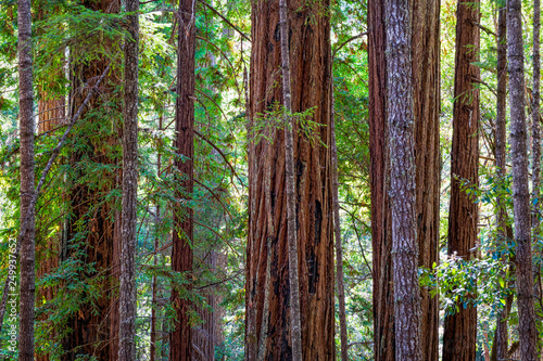 Giant Redwood Forest at Big Basin State Park