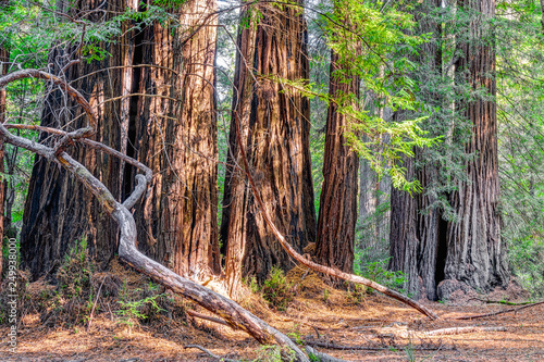 Giant Redwood Forest at Big Basin State Park © wolterke