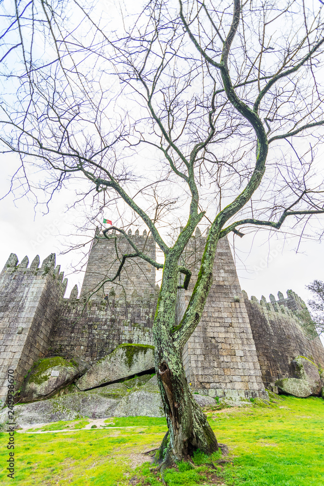 Old tree and Castle
