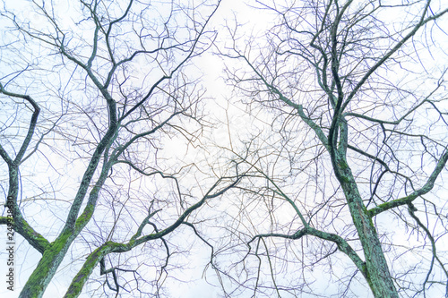 Obraz na płótnie Tree trunk and branches in blue sky w salonie