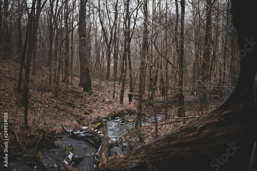 Forest stream surrounded by woods in winter
