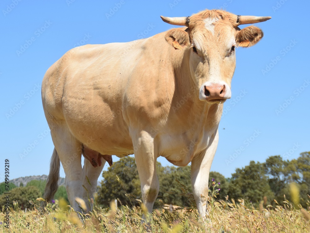 cow in field