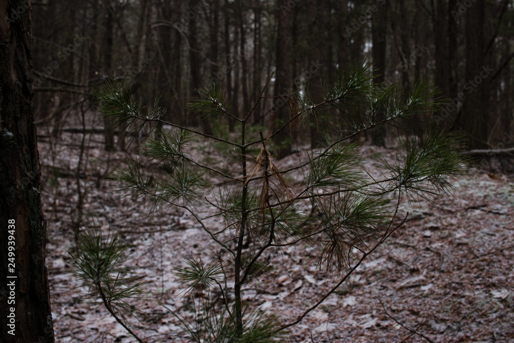 Fototapeta premium Pine tree sapling growing in the woods