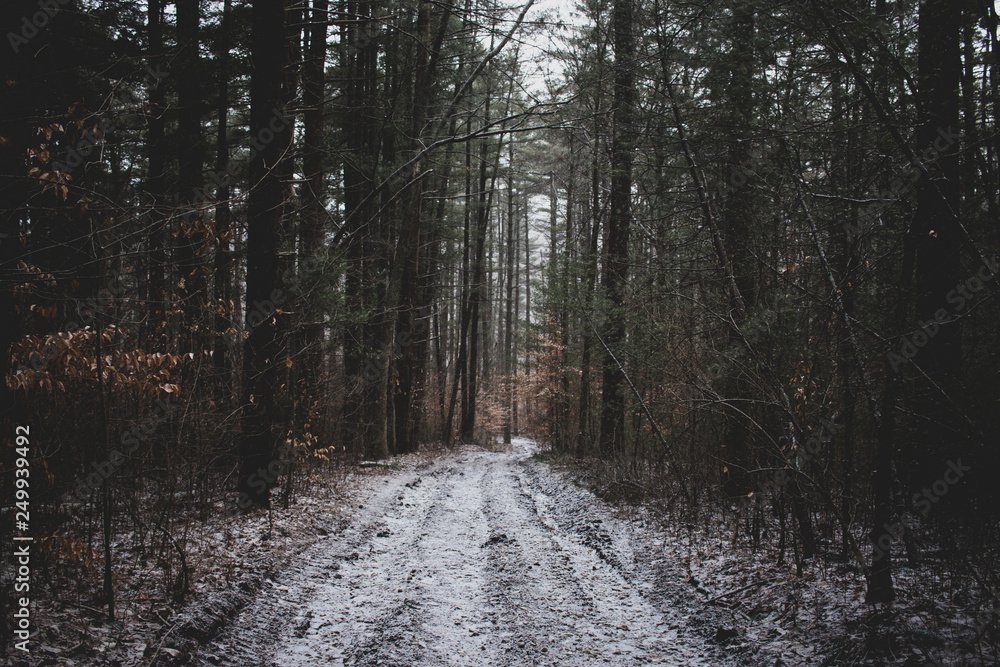A snow covered trail leading through a forest A snow covered trail leading through a forest