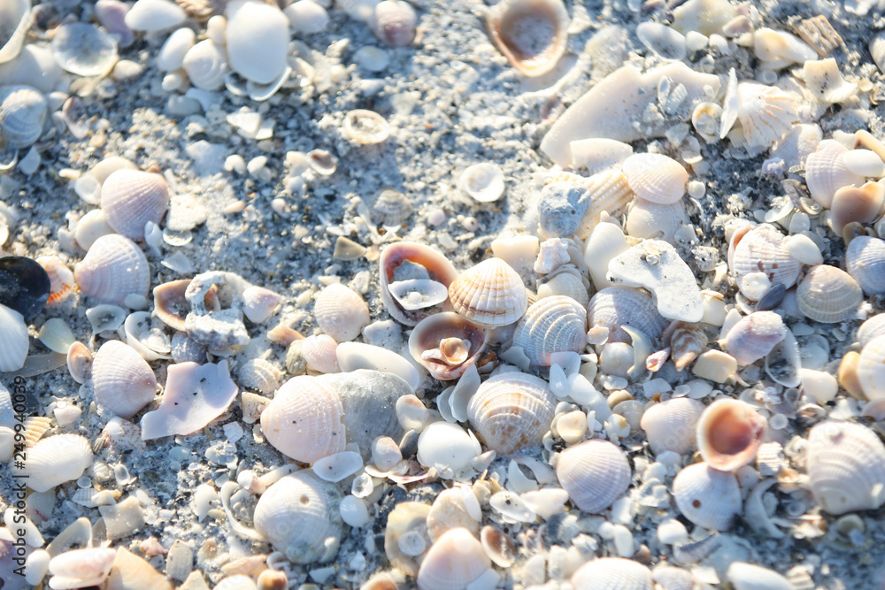 sea shells at the beach sea shells at the beach