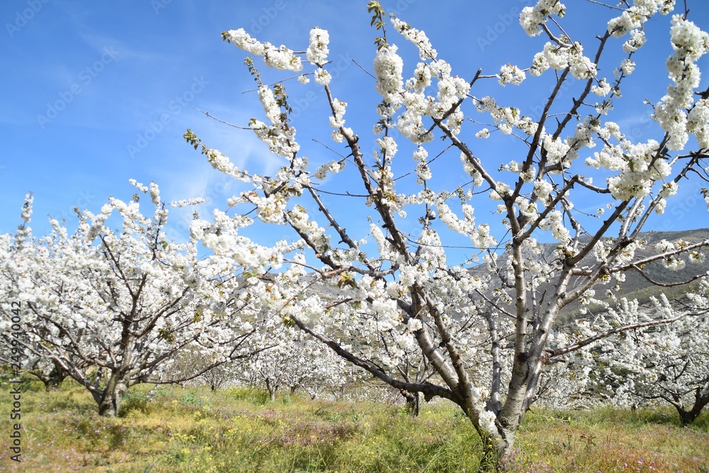 Fototapeta premium blooming cherry tree in spring