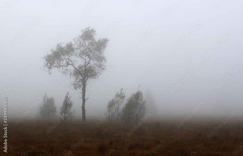 Group of bushes at misty november weather in Hautes Fagnes bog in Belgium Group of bushes at misty november weather in Hautes Fagnes bog in Belgium