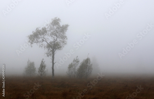Group of bushes at misty november weather in Hautes Fagnes bog in Belgium