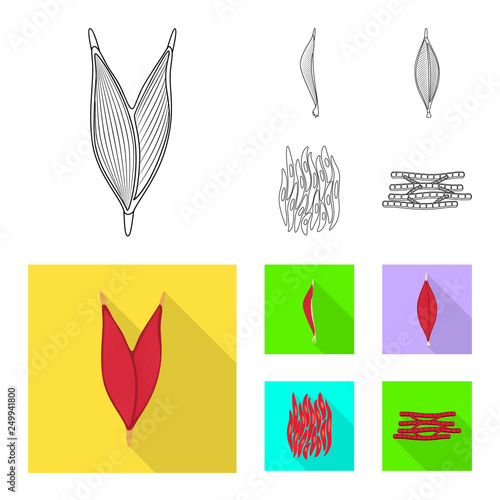 Vector illustration of fiber and muscular logo. Set of fiber and body  stock vector illustration.