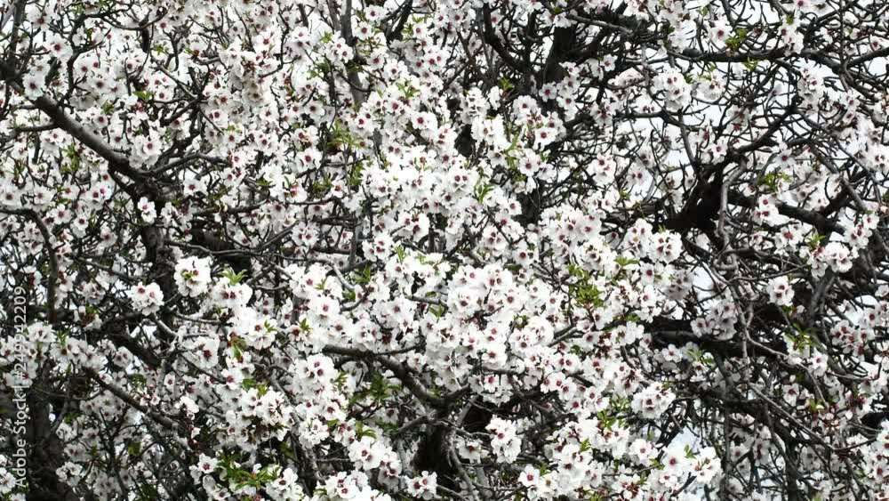 Almond flower Almond Tree Close-up Video 4K Almond flower Almond Tree Close-up Video 4K