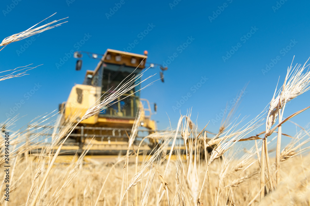 Fototapeta premium cosechadora trabajando en el campo en dia soleado con cielo azul.