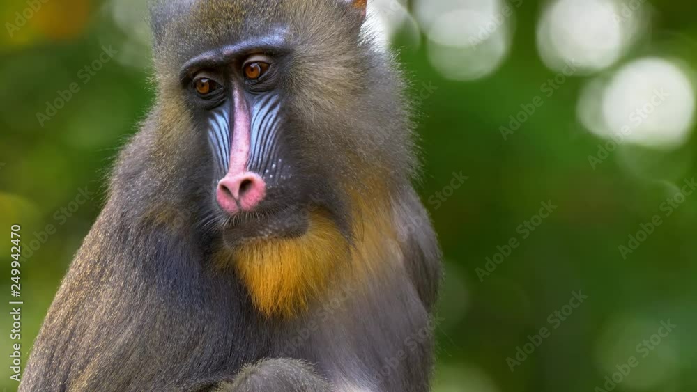 Mandrill (Mandrillux sphinx) portrait Mandrill (Mandrillux sphinx) portrait