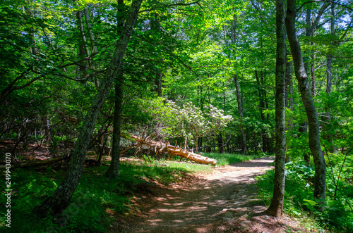 Shenandoah National Park