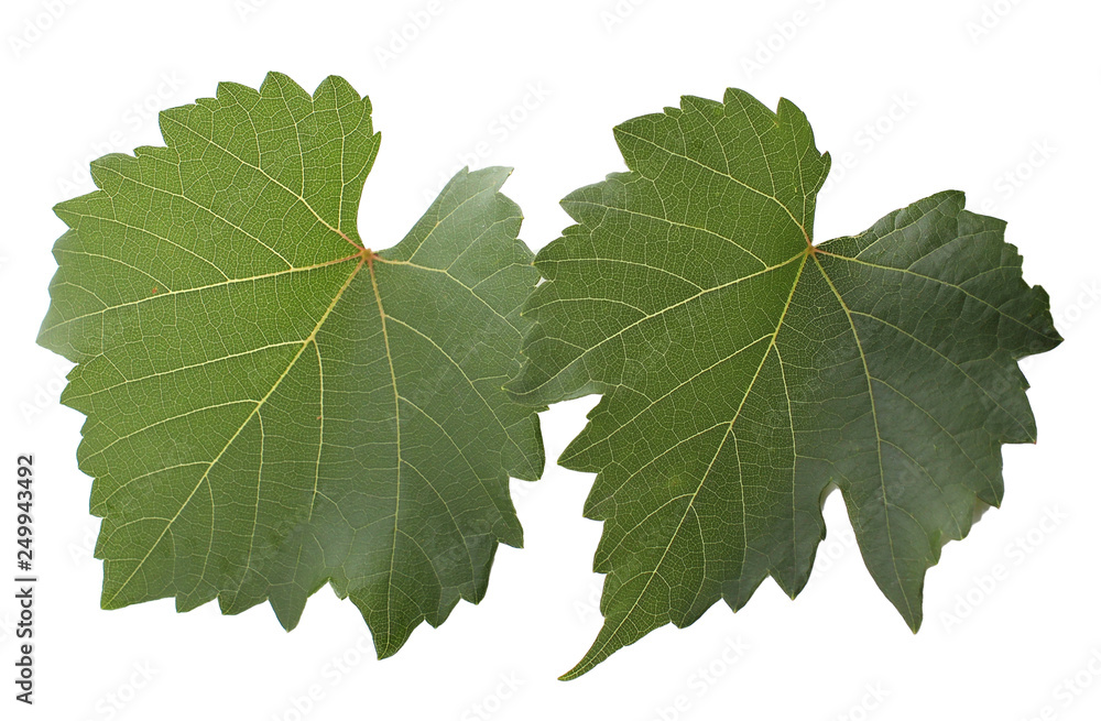 Fototapeta premium grape-leaf with clipping path isolated on white background.