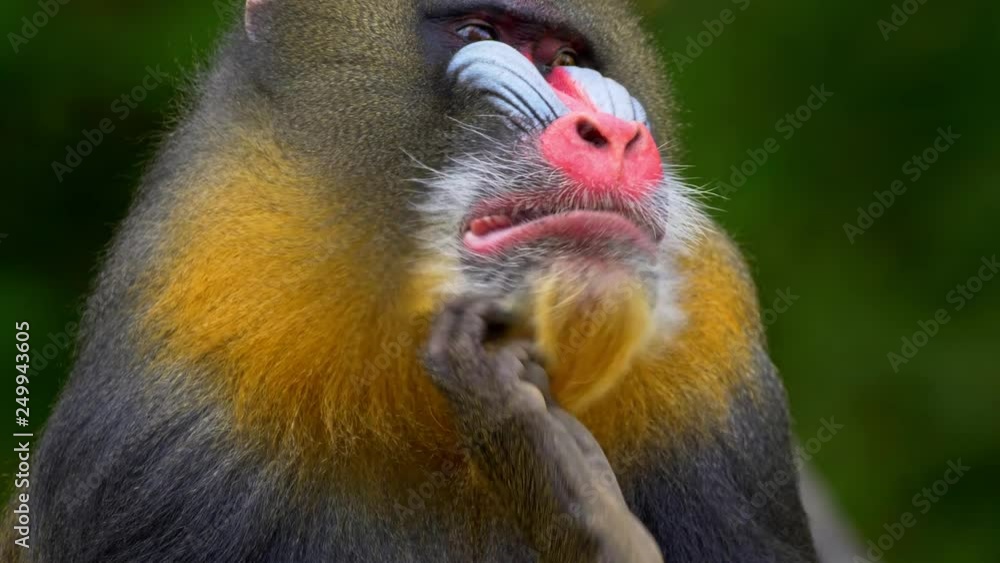 Mandrill (Mandrillus sphinx) scratching