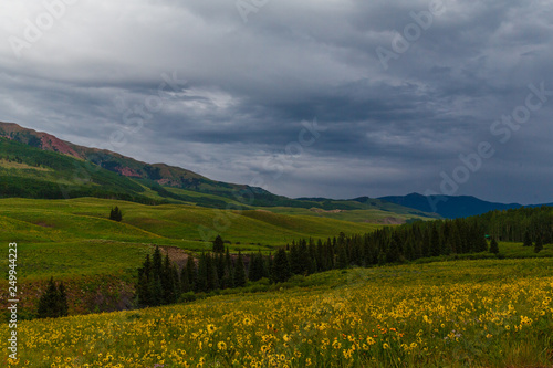 field of wild sunflowers in Colorado Rocky Moutains as a storm approaches © Quattrophotography