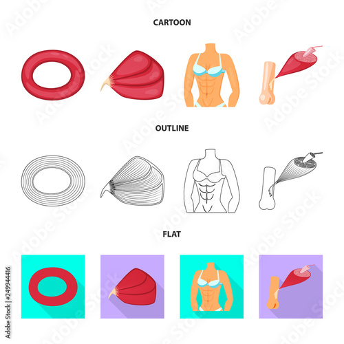 Isolated object of fiber and muscular sign. Set of fiber and body  vector icon for stock.