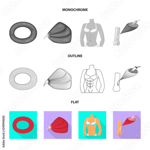 Vector illustration of fiber and muscular symbol. Collection of fiber and body  vector icon for stock.