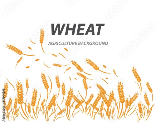 wheat background Template