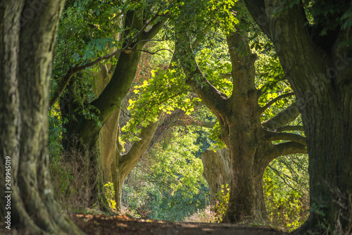 Country path surrounded by trees.