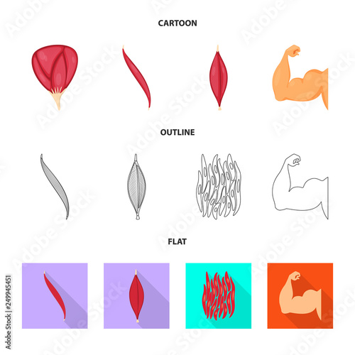 Vector design of fiber and muscular symbol. Set of fiber and body  vector icon for stock.