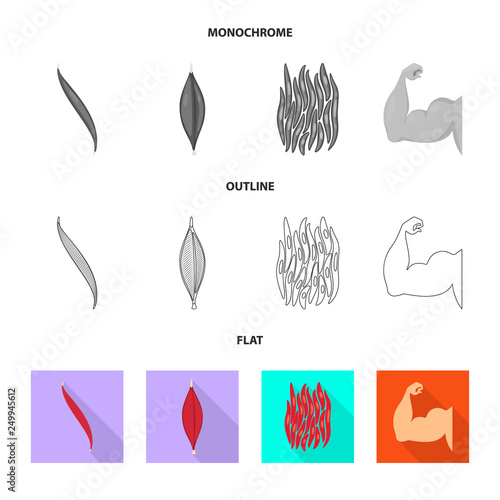Vector illustration of fiber and muscular symbol. Set of fiber and body  stock symbol for web.