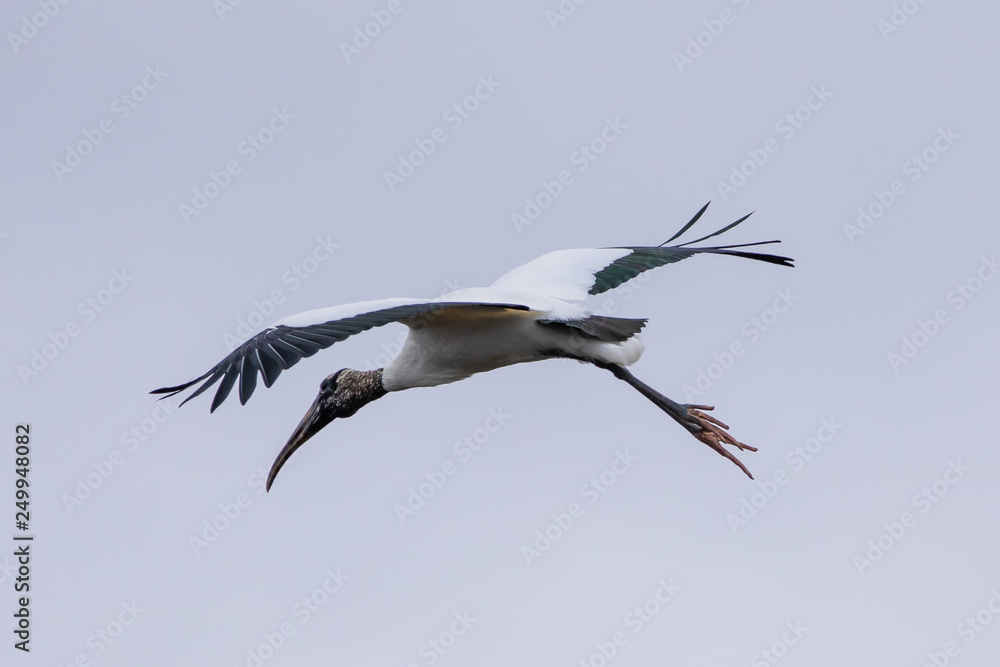 American wood Stork (MYCTERIA americana) in flight American wood Stork (MYCTERIA americana) in flight
