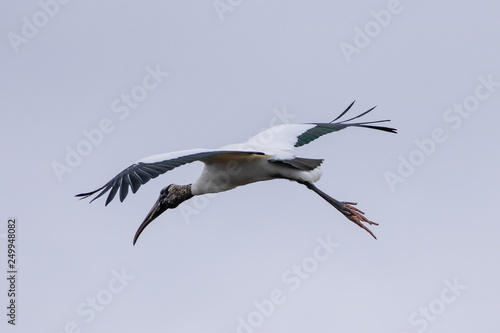 American wood Stork (MYCTERIA americana) in flight