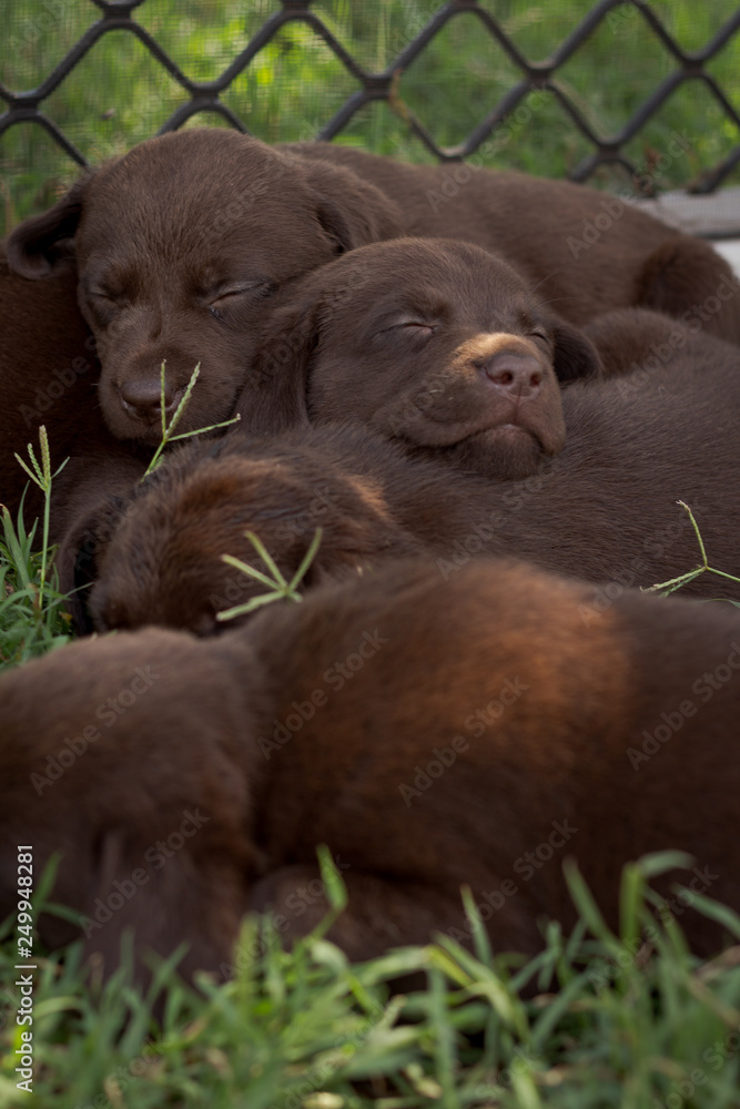 Sleeping labrador puppies cuddling Sleeping labrador puppies cuddling