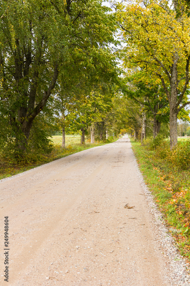 Country road with a treeline on both sides