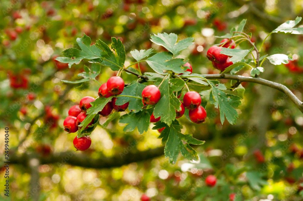 Red ripe cowberry, hilberry, cranberry plant in the forest. Beautiful autumn forest landscape. Red ripe cowberry, hilberry, cranberry plant in the forest. Beautiful autumn forest landscape.