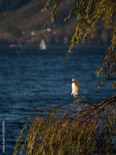 A bird with San Roque Lake and mountains in the background., Villa Carlos Paz, Cordoba, Argentina. photo