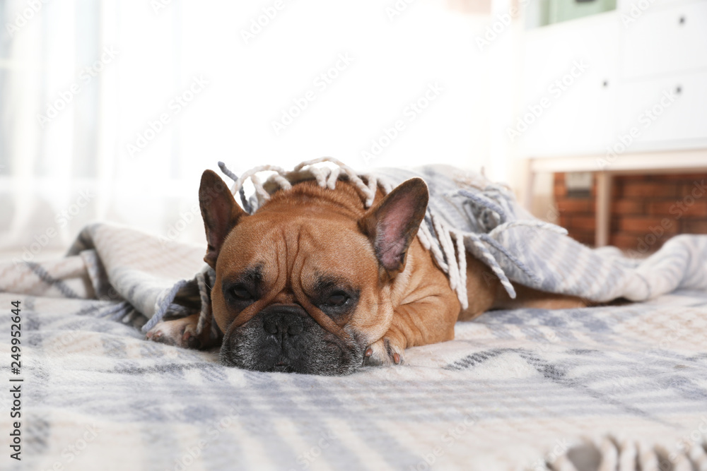 Funny French bulldog under warm plaid at home