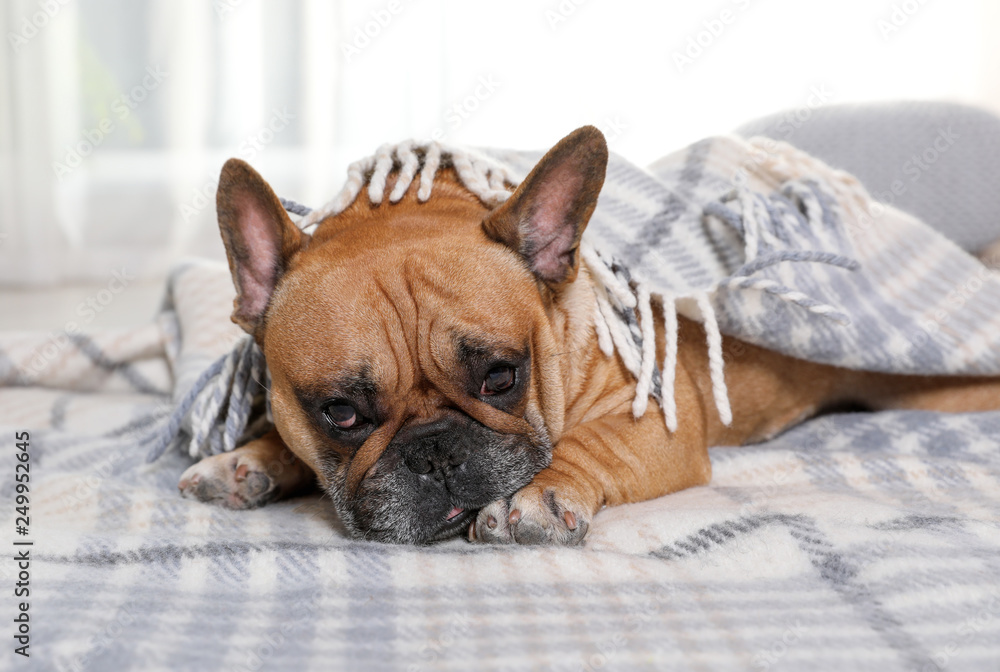 Funny French bulldog under warm plaid at home Funny French bulldog under warm plaid at home